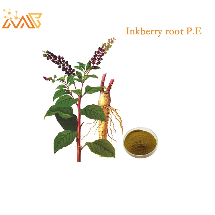 Alta calidad puro natural Radix Phytolaccae/extracto de poke polvo de extracto de raíz de