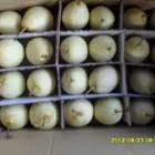 Ya Pear Pear Ya Pear For Best Selling