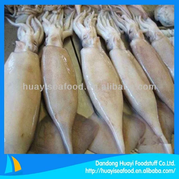 Fresh Frozen Squid