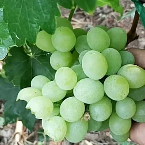 china green grape