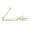 /product-detail/pnt-0170-life-size-adult-arm-bone-model-human-skeleton-62200121544.html