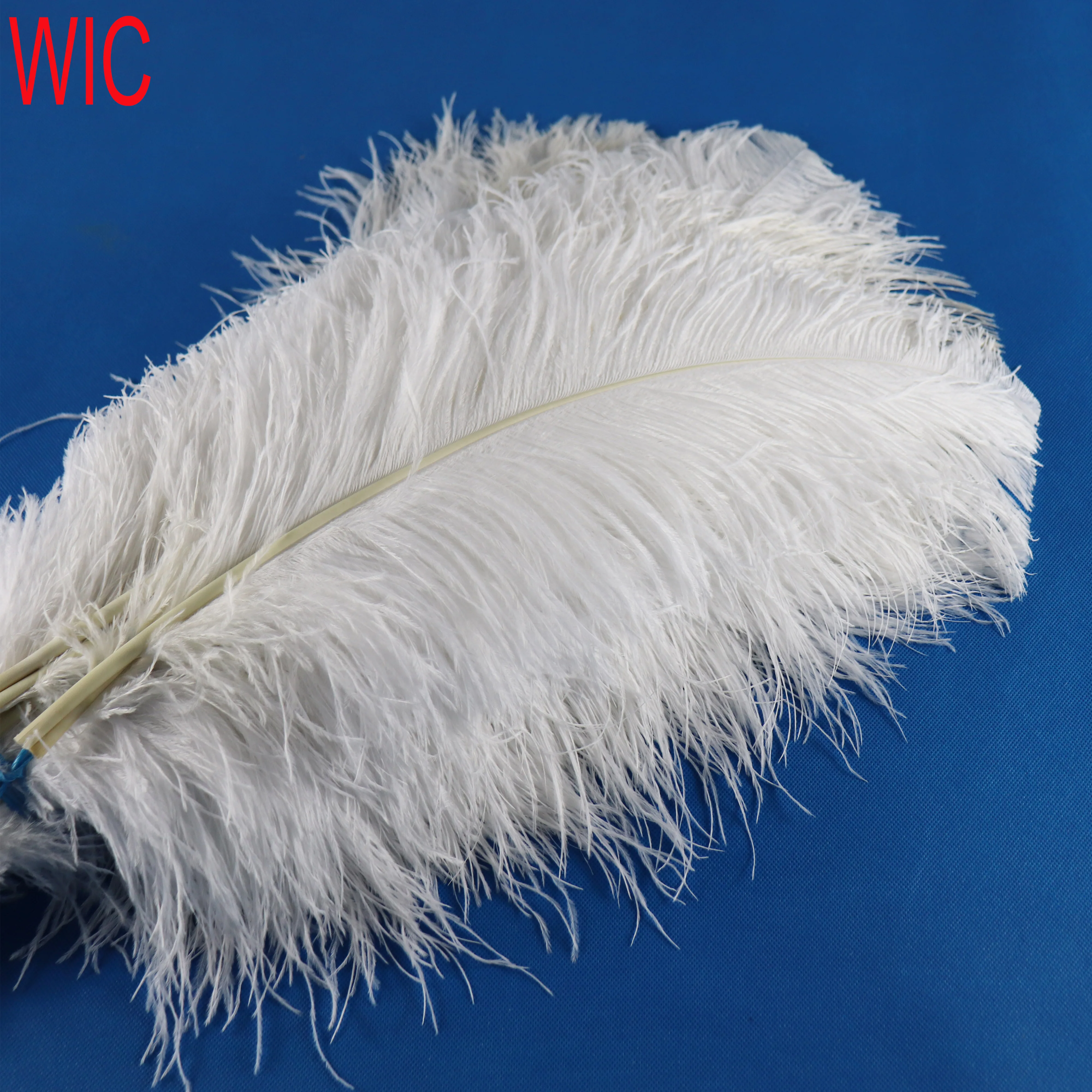 dying ostrich feathers