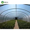 /product-detail/hot-dip-galvanized-steel-frame-single-span-high-tunnel-commercial-used-greenhouse-sale-60787091878.html