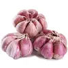 Wholesale Plant Garlic Price For Sale