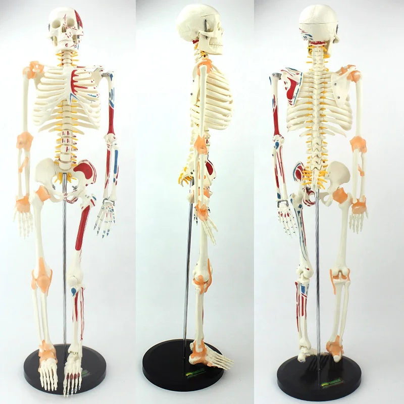 85cm İskelet anatomik modeli, gelişmiş bükülebilir kemik modeli ile numaralı insan iskelet modeli