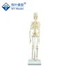 Removable 45CM Mini Human Body Skeleton Anatomical Model For Teaching