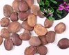 Natural dried Bauhinia Variegata seeds for planting