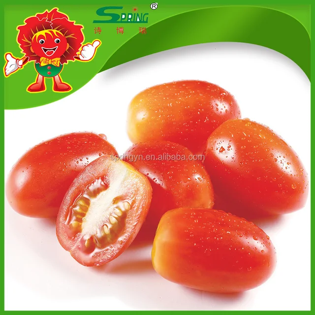 china farm tomatoes red cherry tomatoes hot sale for export