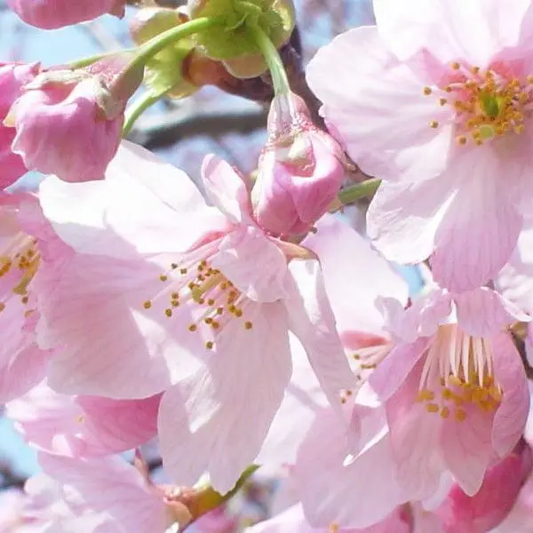 peach flower powder