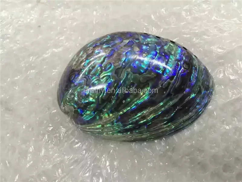 raw abalone shell, paua sea mother of pearl