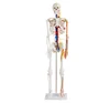 /product-detail/hot-sales-human-skeleton-with-cardiac-and-vascular-model-85cm-plastic-mini-skeleton-1945769206.html