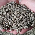 Chinese arabica green coffee beans,unroasted,fine cup