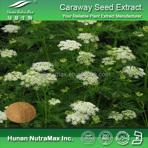 Health Food Caraway Seed Extract Powder, Caraway Seed Powder, Caraway Seed Extract