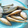 Frozen seafood products large yellow croaker