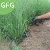 /product-detail/high-sprouting-ate-grass-seed-62318781985.html