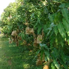Fresh fruit growing paper bag mango fruit cover