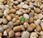 Hot Sale Yellow Color Clean River Pebble Stone Price