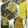/product-detail/paper-double-yellow-insect-glue-trap-sticky-paper-trap-to-control-flying-plant-insect-in-garden-62340423000.html