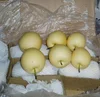 Chinese fresh ya pear packing in 15kg box
