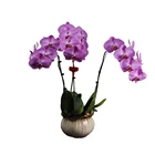 Red Color Phalaenopsis Flower Orchid Flask Seedlings With Phytosanitary Certification K2001