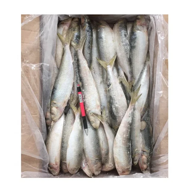 Quality Frozen Sardine Fish 80-100 Frozen Seafood Exporters