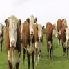 /product-detail/purebred-brahman-livestock-cattle-62424055293.html