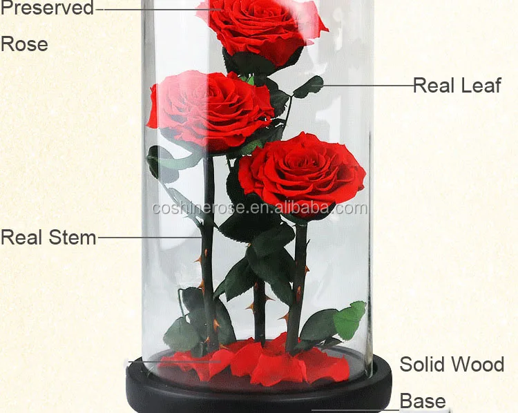 wholesale real touch preserved flower luxury beauty and beast