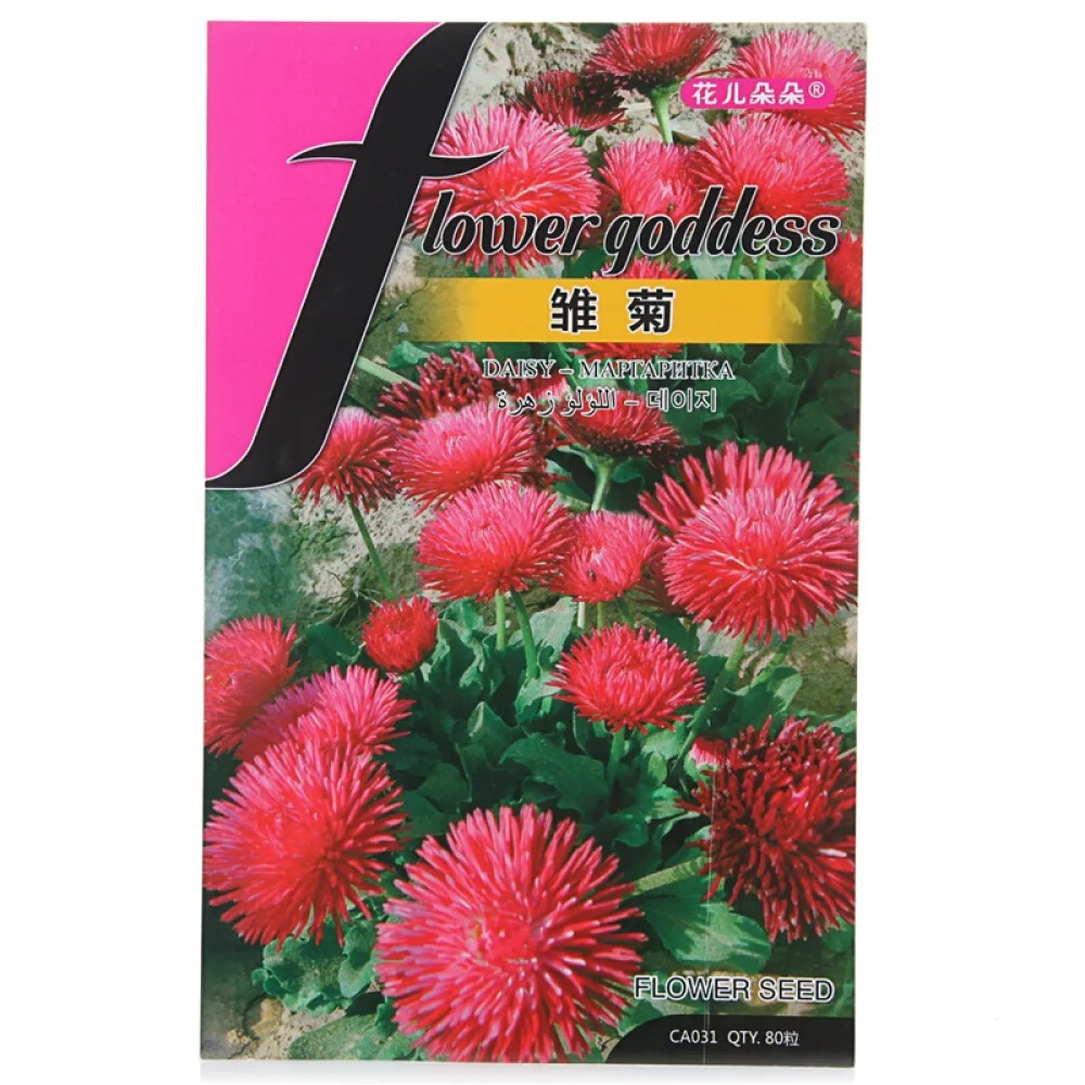 hogar jardin planta agricultura plantar margarita flor semilla para ver buy semillas de flores rojas semillas de flores al por mayor semillas para sembrar product on alibaba com