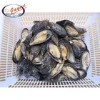 New product high quality promotional iqf seafood mussel with half shell