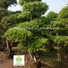 /product-detail/ficus-bonsai-topiary-landscaping-tree-1515717008.html