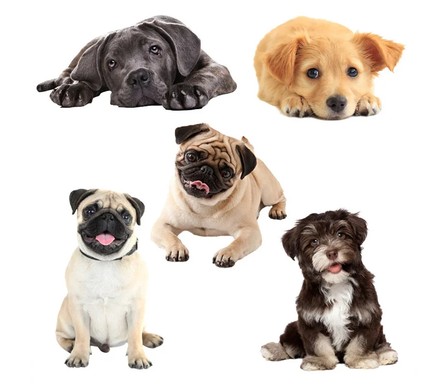 Lovely Dog Cat Car Sticker PVC Decal Stickers Waterproof Car Styling Pet Decals for Wall Home Glass Window Door
Lovely Dog Cat Car Sticker PVC Decal Stickers Waterproof Car Styling Pet Decals for Wall Home Glass Window Door