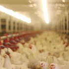 SK series stainless steel LED Poultry Light CE SAA CB BSCI NSF SGSISO9001:2015 CUL DLC ENEC GS IEC