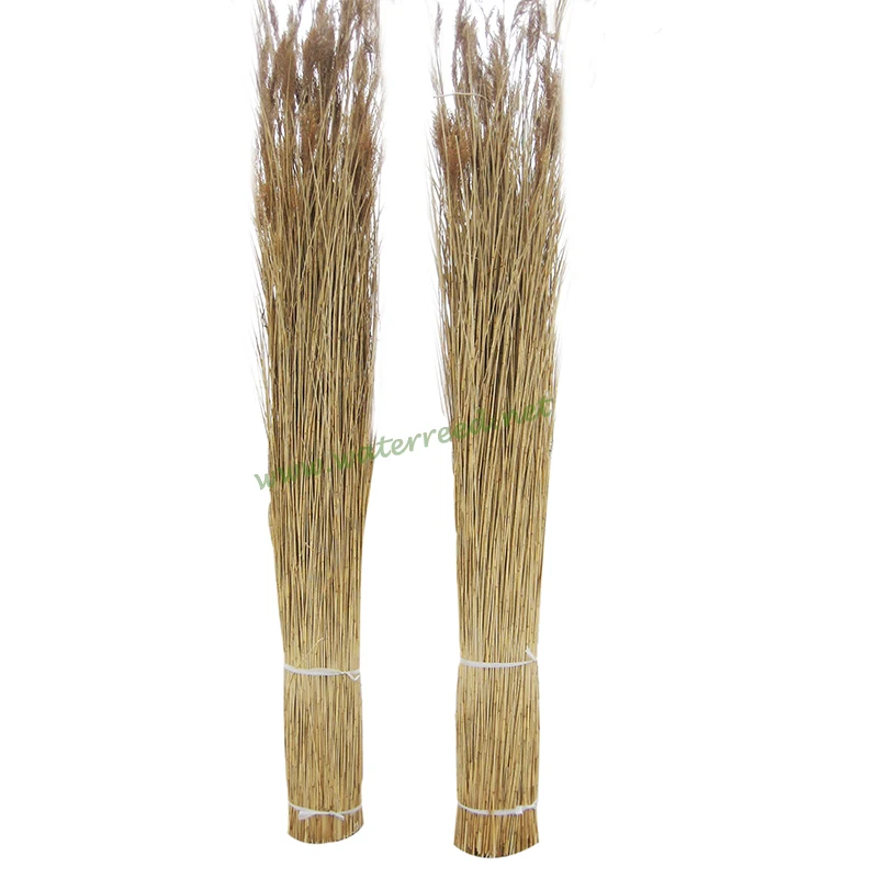 waterreed1.jpg