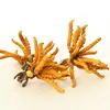 /product-detail/organic-dried-cordyceps-sinensis-spores-chinese-chong-cao-mushroom-anti-aging-62337415369.html