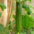 China F1 Hybrid Fruit Cucumber Seeds For Greenhouse and Open Field Growing