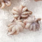 Manufacturers supply 100% natural fresh frozen BABY octopus flowers