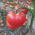 Heat Resistance F1 Tomato Seeds Vegetable Seeds for greenhouse