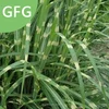 /product-detail/new-plants-real-plant-foe-home-building-decor-community-decoration-grass-seed-62309383860.html