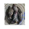 10 Weight (kg) and Fish Product Type best fresh frozen tilapia