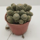 Cactus Plant Export Decor Cactus And Succulent Live Plant For Sale