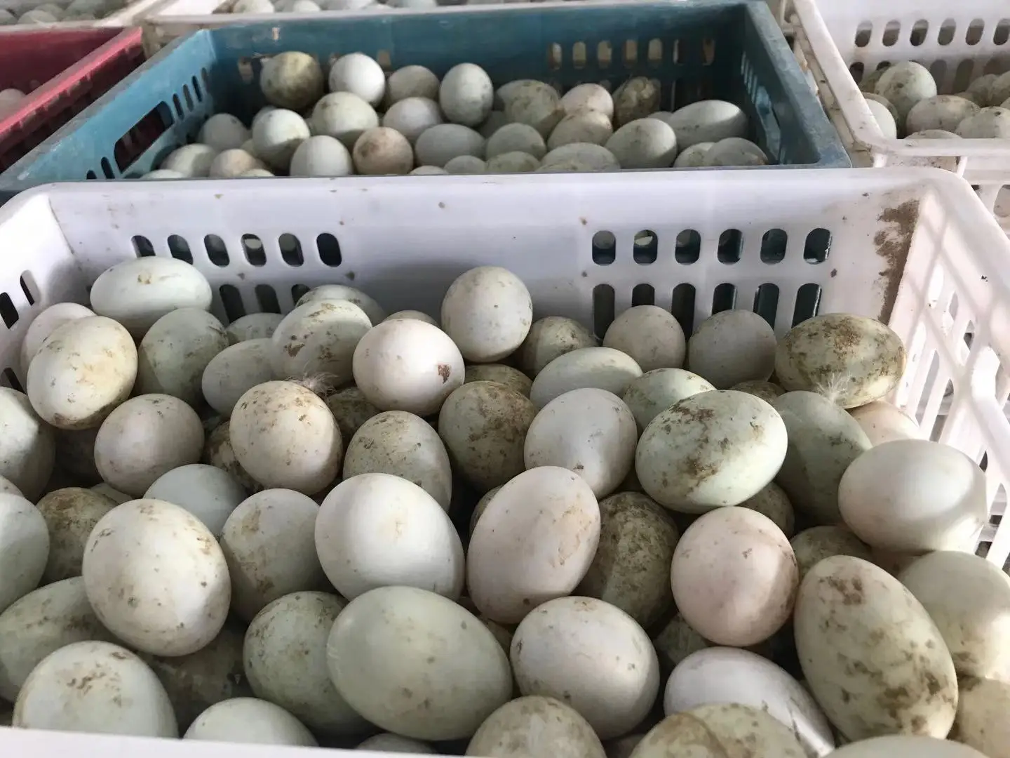 preserved eggs,consumer surplus fresh and delicious preserved eggs