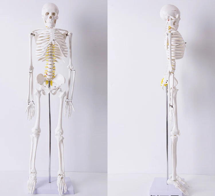 Özelleştirilmiş ucuz tam boy yapay plastik insan iskelet modeli