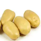 China high quality fresh potato