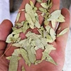 Fan xie ye Hot sale 2019 natural new products herb senna leaves