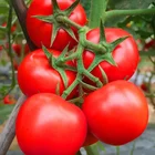 Red Big Heat Resistant High Yield F1 Hybrid determinate tomatoes seeds from China