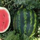 Crimos round hybrid seedless vegetable watermelon seeds