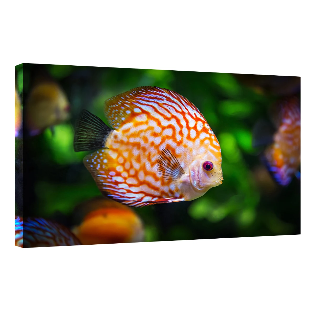 

Swimming Fish Printed Canvas Wall Art Wall Decor Canvas Paintings Ocean View Wall Paintings Tropical Seascapes Canvas Paintings