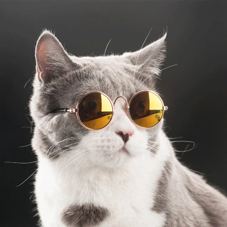 Pet Accessories Big Lens Mini Clear Plastic Anti Skid Dog Sunglasses With Rope Mini Sunglasses Dog Clip Plastic, As picture
Pet Accessories Big Lens Mini Clear Plastic Anti Skid Dog Sunglasses With Rope Mini Sunglasses Dog Clip Plastic, As picture