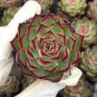 Cactus Wholesale Succulents Online Succulent Pot Plants Echeveria Cactus Plants