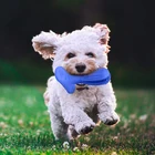 China Suppliers Pet Chew Toys Oral Cleaning Natural Rubber Dog Toothbrush Stick For Teeth Brushing
